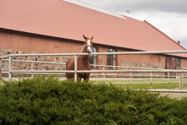 Volwassen Bruin Paard Paddock Stoeterij Hoge Kwaliteit Foto — Stockfoto