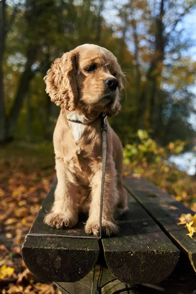 Spaniel Americano Senta Banco Madeira Cão Caça Floresta Foto Alta — Fotografia de Stock