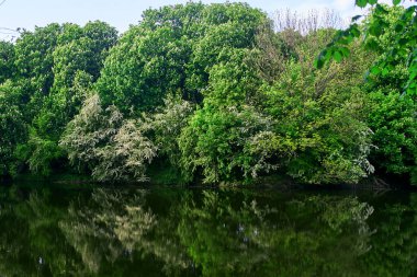 Yeşil ağaçlar ve çalılar göle yansıyor. Kaliningrad 'da park et. Yüksek kaliteli fotoğraf.