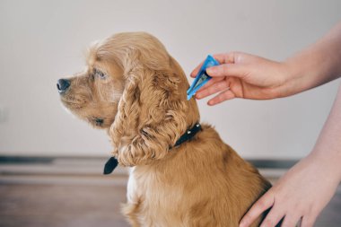  Köpek, asalak ilacıyla pörsümüş.