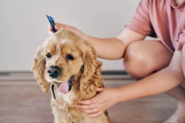  Köpek, asalak ilacıyla pörsümüş.
