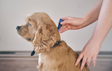  Köpek, asalak ilacıyla pörsümüş.