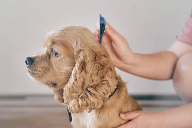  Köpek, asalak ilacıyla pörsümüş.