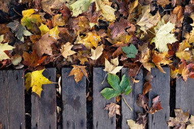 Sonbahar akçaağaç yapraklarının renkli arkaplanı yakın plan. 