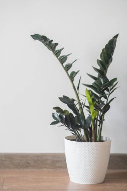 Beyaz arka planda beyaz tencereye dolar ağacı dikin. Yüksek kaliteli fotoğraf.