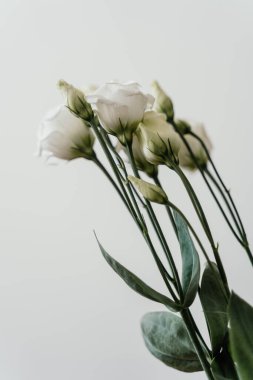 Beyaz arka planda beyaz güller. Çiçek tomurcukları kapanır. Yüksek kaliteli fotoğraf.