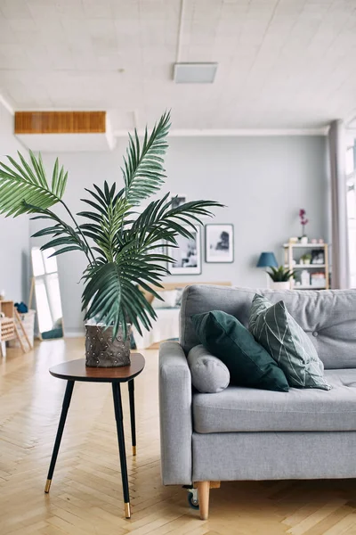 Gray Sofa Green Plant Interior Real Photo Living Room — Stock Photo, Image