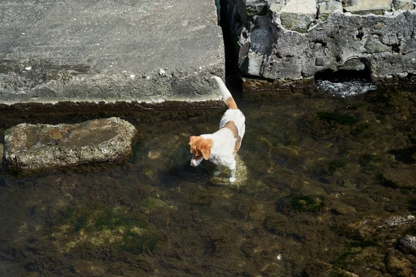 Άστεγο σκυλί που ψαρεύει στη θάλασσα. Ο πεινασμένος σκύλος τρώει μόνος του.. — Φωτογραφία Αρχείου