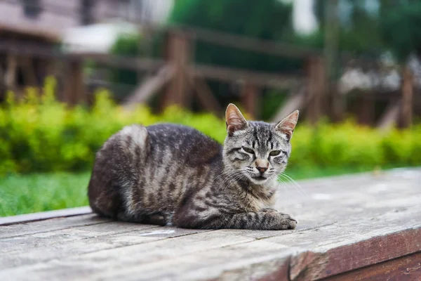 Graue Süße Straßenkatze Sitzt Auf Einer Bank Hochwertiges Foto — Stockfoto