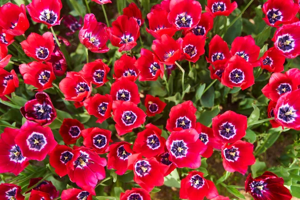 Red Beautiful Tulips Field Spring Time Sun Rays High Quality — Stock Photo, Image