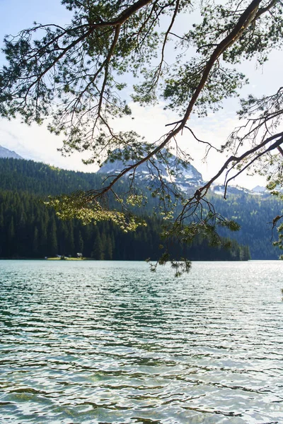 Czarne Jezioro Naturalny Krajobraz Jezioro Górskie Zabljak Czarnogóra Park Narodowy — Zdjęcie stockowe