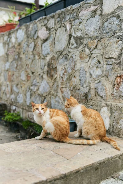 Two Identical Ginger Cats Sitting Floor High Quality Photo — Stock Photo, Image