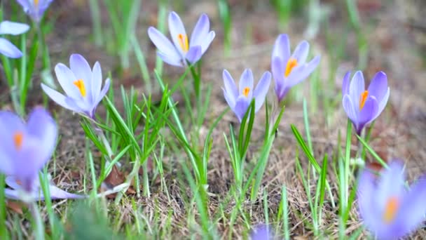 Violet sneeuw druppels in het voorjaar bos close-up. De eerste lente paarse sneeuwklokjes bloeien in het gras. — Stockvideo