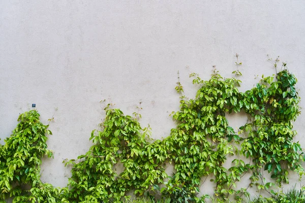 墙上的绿色爬虫植物。背景 — 图库照片