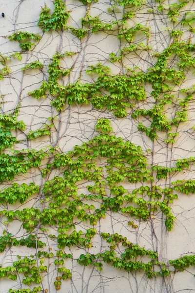 墙上的绿色爬虫植物。背景 — 图库照片