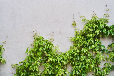 Duvardaki Yeşil Sarmaşık Bitkisi. Geçmişi. Yüksek kaliteli fotoğraf.