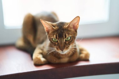 Güzel kedi cinsi Bengal yerde yatıyor. Yüksek kalite fotoğraf