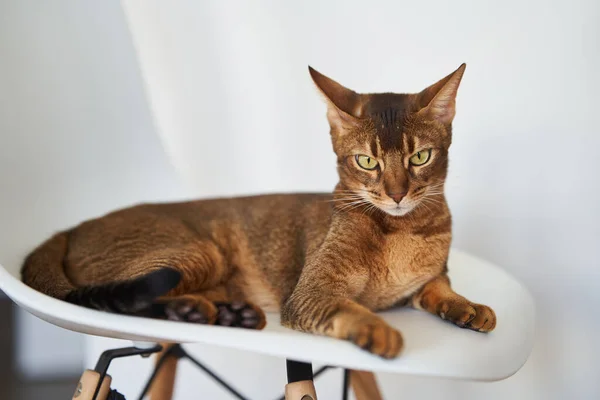 Beautiful Bengal Cat Sitting Chair High Quality Photo — Stock Photo, Image