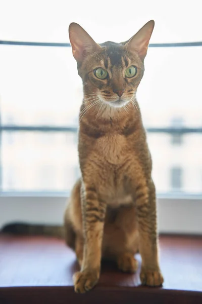 Beautiful Cat Bengal Breed Sitting Surface High Quality Photo Royalty Free Stock Photos