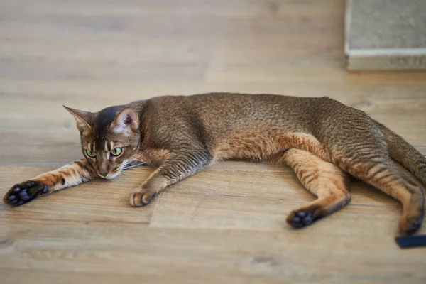 Güzel Kedi Cinsi Bengal Yerde Yatıyor Yüksek Kalite Fotoğraf — Stok fotoğraf