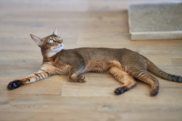 美しい猫の品種ベンガル人が床に横たわっています 高品質の写真 — ストック写真