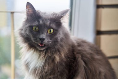 Yakışıklı yeşil gözlü gri bir kedinin portresi. Yüksek kalite fotoğraf