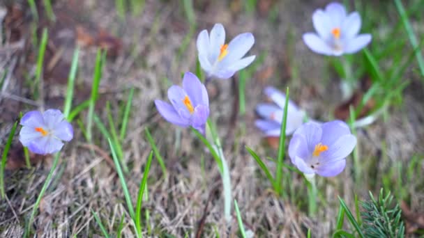 Nieves violetas en el bosque primaveral de cerca. Las primeras gotas de nieve púrpura primavera florecen en la hierba. — Vídeo de stock
