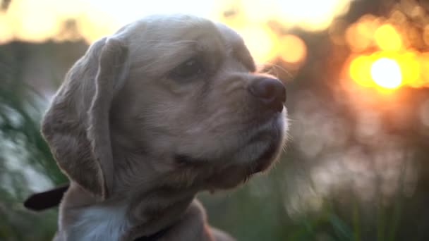 若いアメリカ人のコッカー・スパニエルが公園を歩く。犬のクローズアップ肖像画 — ストック動画