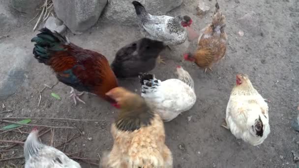 Alimentación de gallinas y gallos en la pluma. — Vídeo de stock