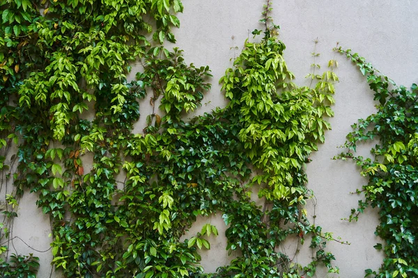 Rostlina Green Creeper na zdi. Pozadí — Stock fotografie