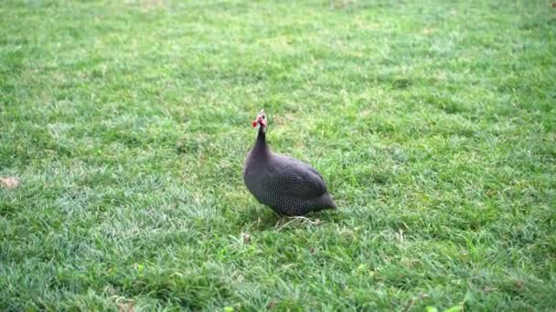 Eine Herde wilder schwarzer Truthähne pickt sich auf dem Feld ihre eigenen Federn — Stockvideo