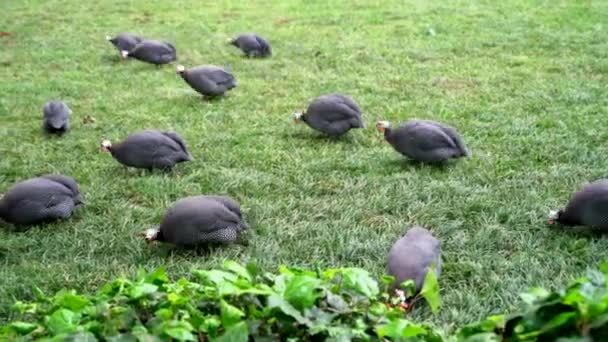 A flock of wild black turkeys pecking their own feathers on the field — Stock Video