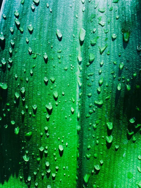 Voda kapky na zelený list po dešti, detailní záběr na přírodní zeleň pozadí. Fotografie makra — Stock fotografie