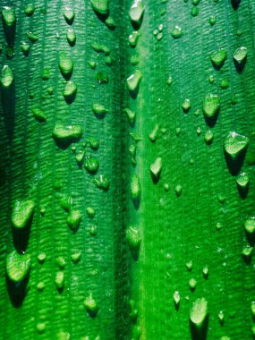 Güzel yeşil yapraklı doku, sabah çiğ damlaları, yakın plan.