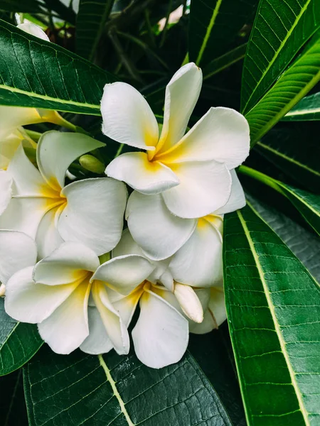 Fotografia Uma Flor Frangipani Tropical Branca Flor Perfumada Para Criar — Fotografia de Stock