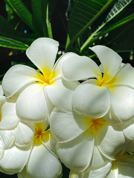 Eine Nahaufnahme Einer Weißen Tropischen Frangipani Blume Die Duftend Blüht — Stockfoto