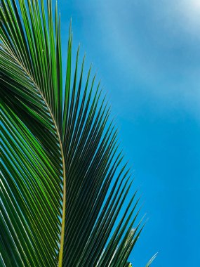 Yaz kavramı. Palmiye yaprağını kapat. Metin veya logo eklemek için arkaplanda açık mavi gökyüzü