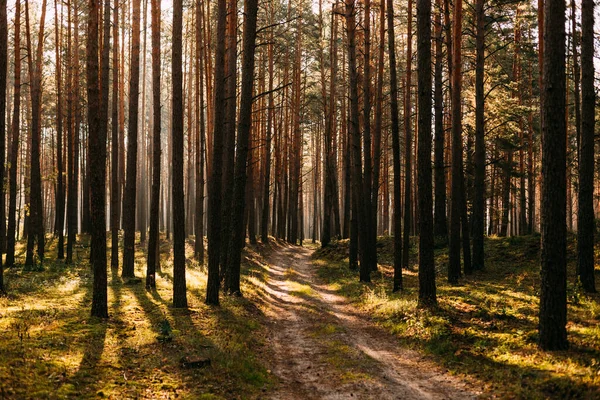 Uzun çam ağaçlarının arasından parlayan güneş ışığı orman yolunda uzun gölgeler yaratıyor. Sıcak ışık ve sakin atmosferli huzurlu doğal manzara