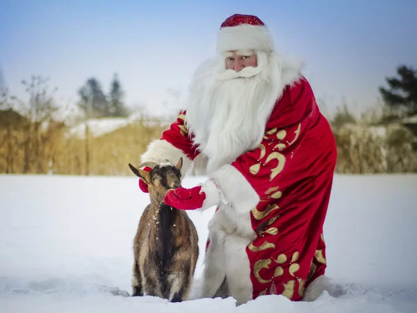 圣诞老人与一只山羊 — 图库照片