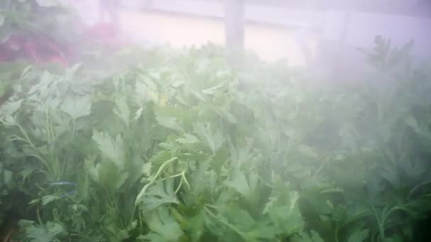 Verdure ed erbe fresche primaverili. Cibo biologico sano. Telecamera in movimento. — Video Stock