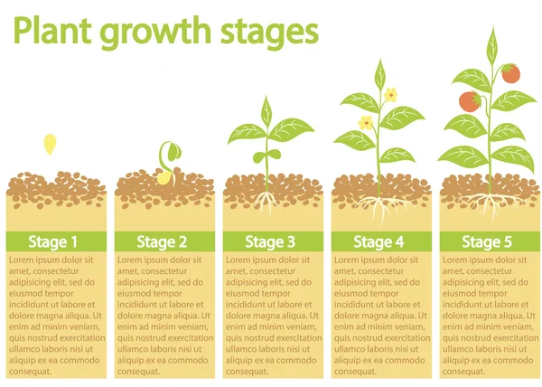 Plantas de cultivo infográfico. Proceso de cultivo de plantas. Etapas de crecimiento de las plantas . — Vector de stock