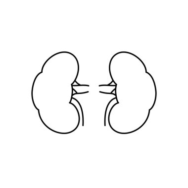 Beyaz arka planda anatomik insan böbrekleri bilimsel olarak doğru. Tıp bilimi anatomisi çizimi.