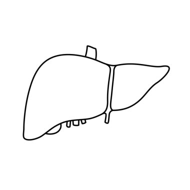 İnsan karaciğerinin anatomik hatları, safra kesesi beyaz arka planda bilimsel olarak doğru. Tıbbi bilim vektörü anatomisi çizimi.