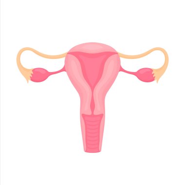 Dişi üreme organları düz renkli çizimler. İç organ ikonu, logo. Anatomi, tıp konsepti. Sağlık hizmetleri. Beyaz arkaplanda izole.