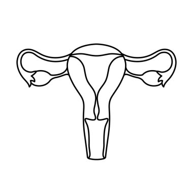 Kadın üreme organları çizilmiş. İç organ ikonu, logo. Anatomi, tıp konsepti. Sağlık hizmetleri. Beyaz arkaplanda izole.