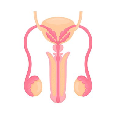 Erkek üreme organları düz renkli çizimler. İç organ ikonu, logo. Anatomi, tıp konsepti. Sağlık hizmetleri. Beyaz arkaplanda izole.