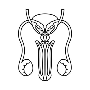 Erkek üreme organları düz bir şekilde resmedilmiş. İç organ ikonu, logo. Anatomi, tıp konsepti. Sağlık hizmetleri. Beyaz arkaplanda izole.