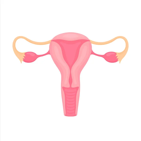 Γυναικεία αναπαραγωγικά όργανα επίπεδη στυλ πολύχρωμη απεικόνιση. Εσωτερική εικόνα οργάνου, λογότυπο. Ανατομία, ιατρική αντίληψη. Υγεία. Απομονωμένα σε λευκό φόντο. — Διανυσματικό Αρχείο