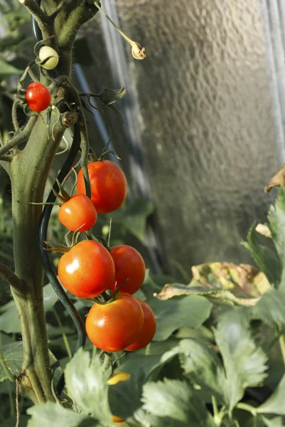 Zralá rajčata ve skleníku Royalty Free Stock Fotografie