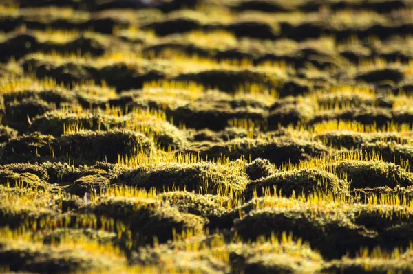 Sunshine Moss Roof Abstract Macro View Background — Stock Photo, Image